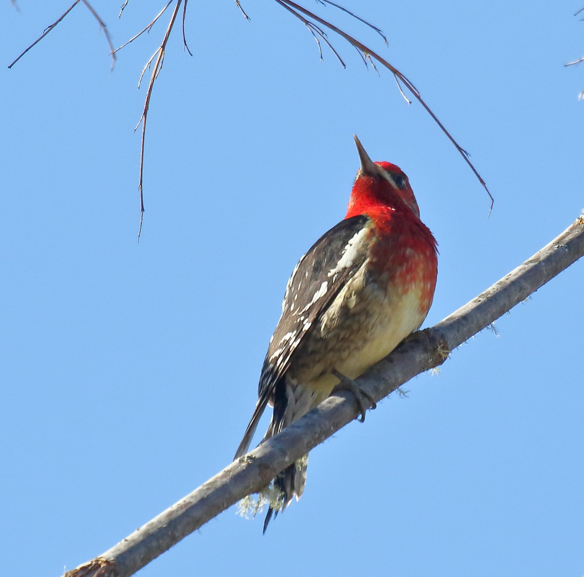 Red-breasted Sapsucker - ML305940341
