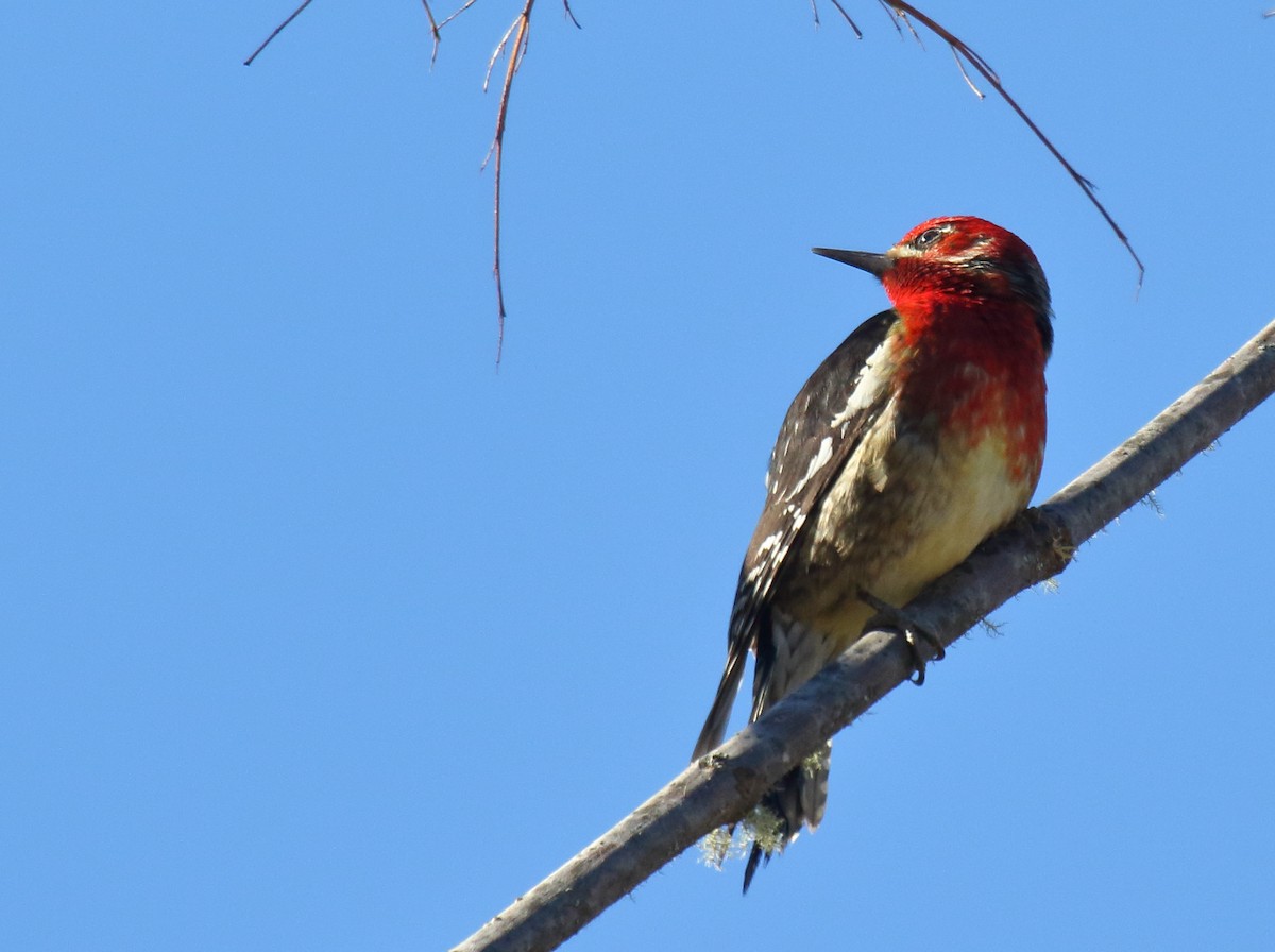 Red-breasted Sapsucker - ML305940351