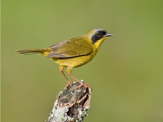  - Olive-crowned Yellowthroat (Chiriqui)