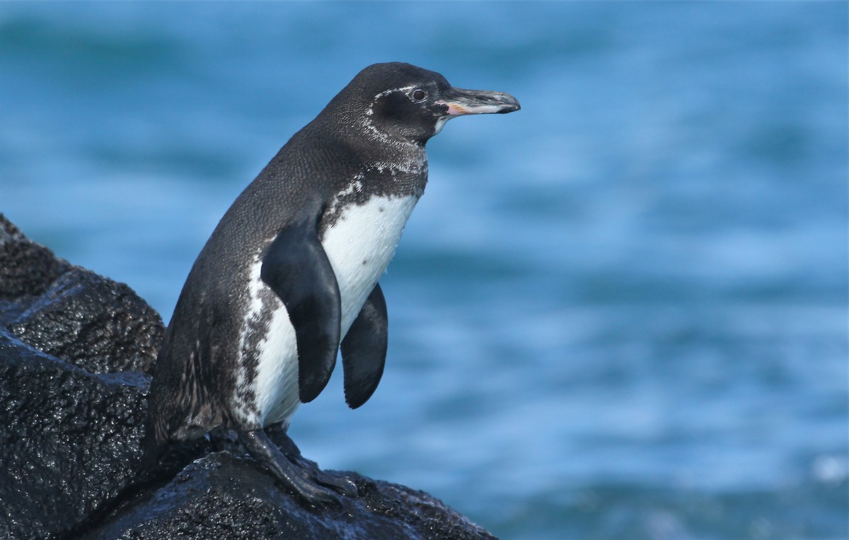 Galapagos Penguin - Jeremiah Trimble