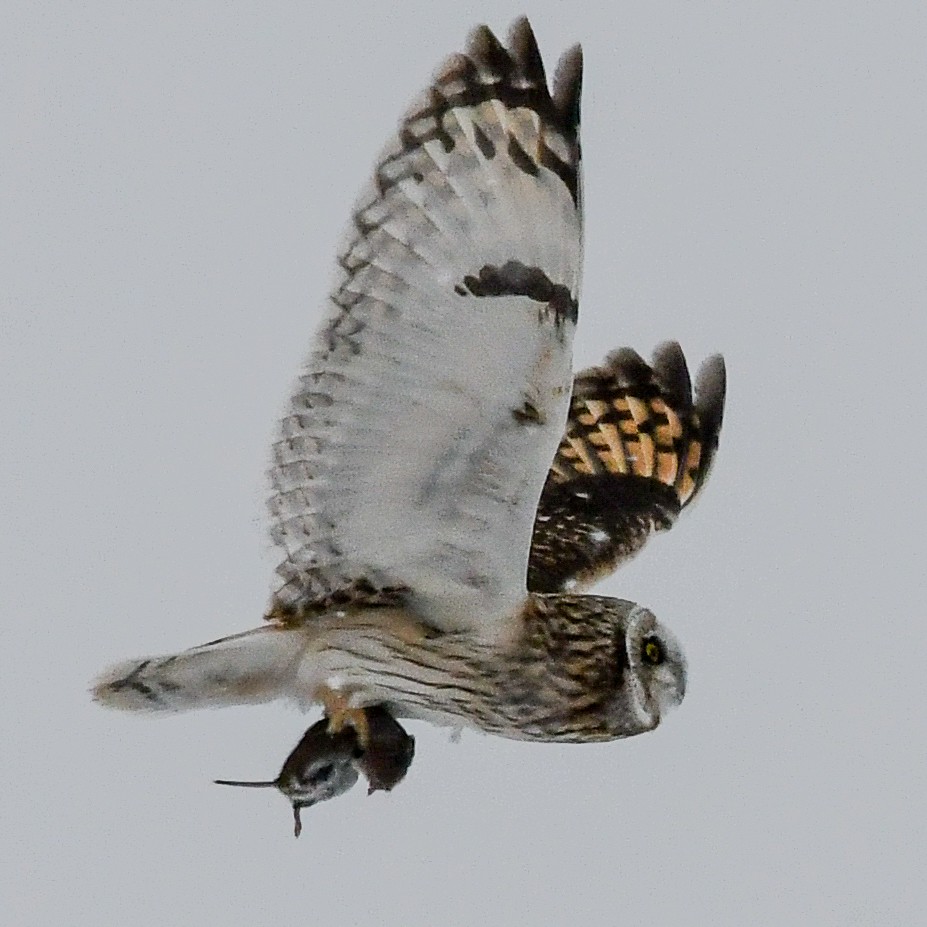Short-eared Owl - ML305943331