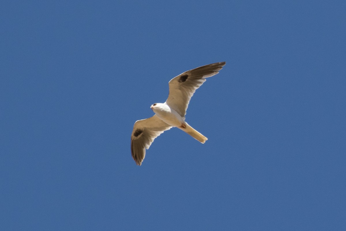 White-tailed Kite - ML30594351