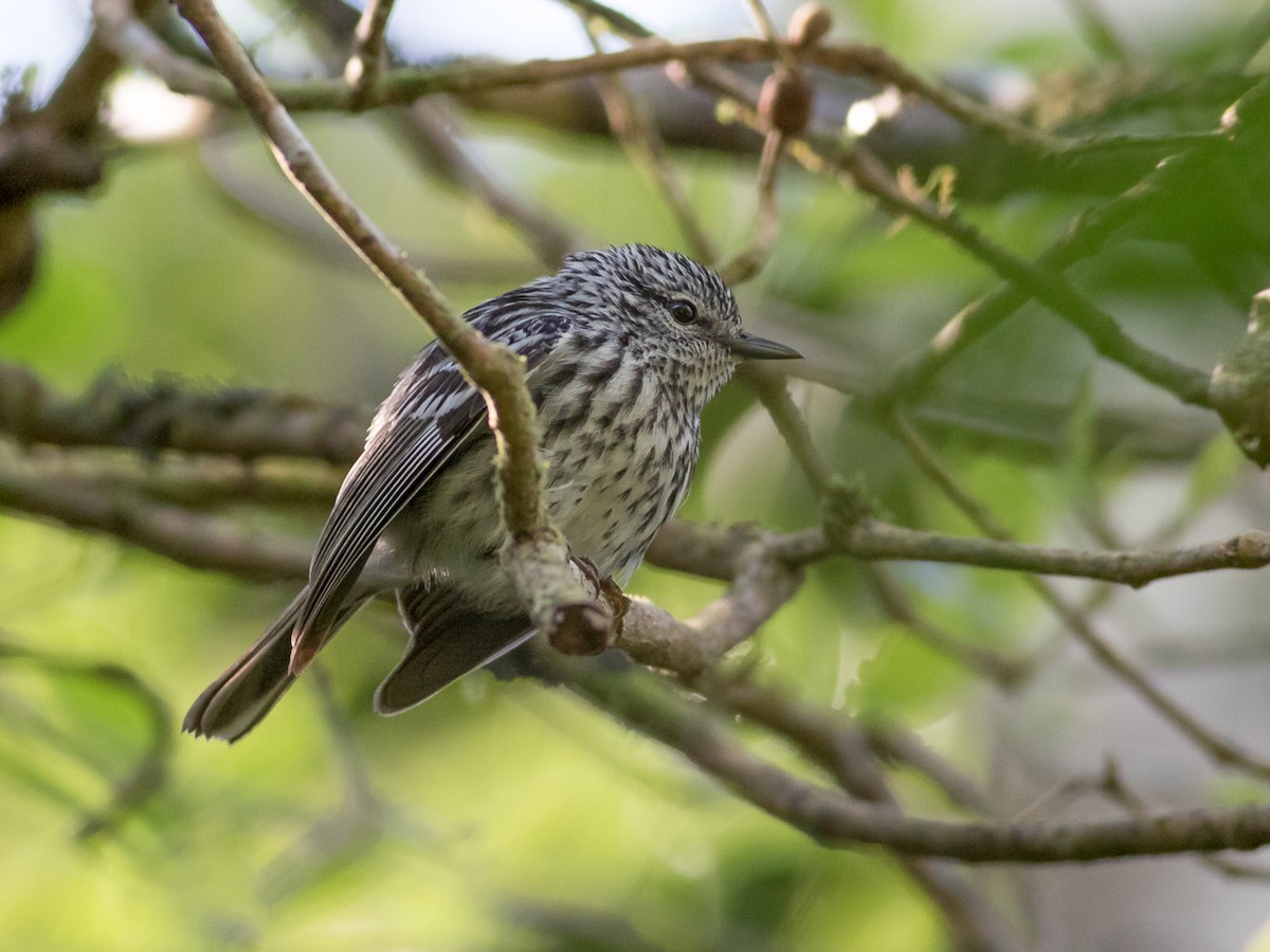 Arrowhead Warbler - Setophaga pharetra - Birds of the World