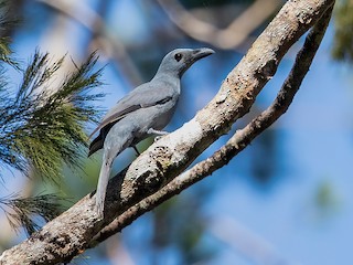  - Stout-billed Cuckooshrike