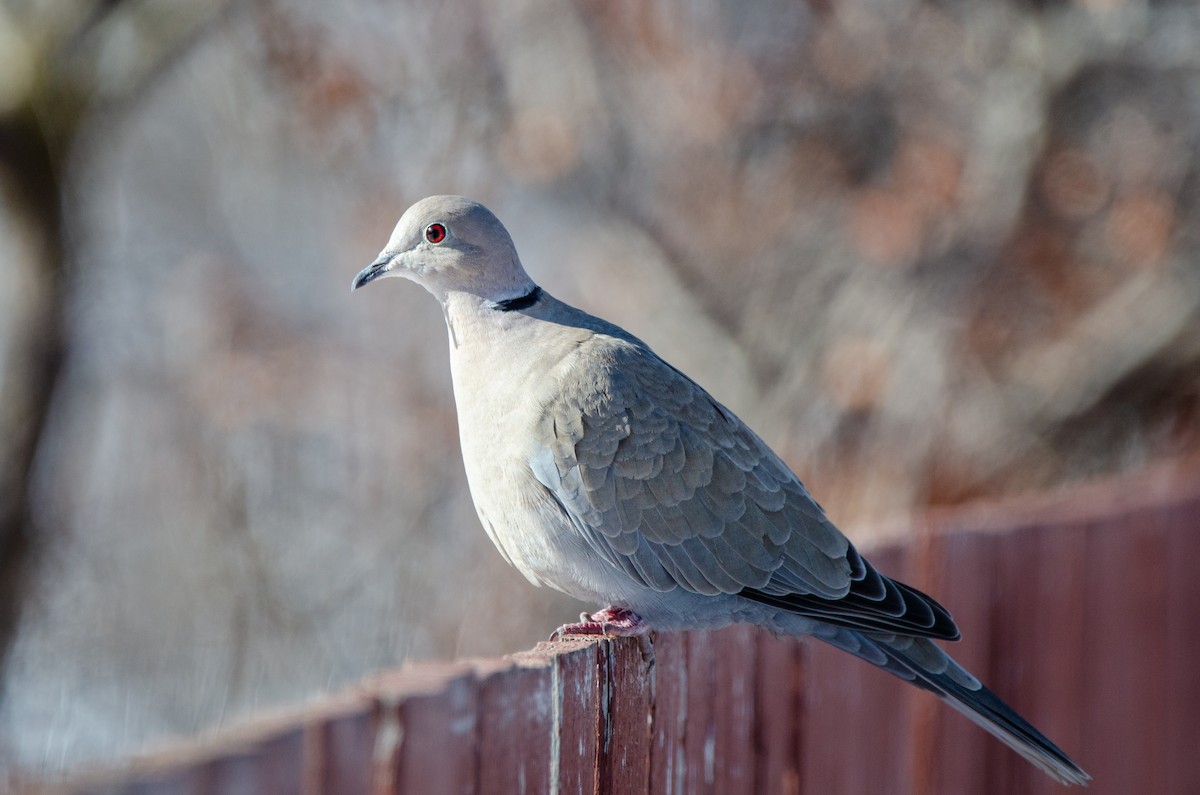 Eurasian Collared-Dove - ML305950021