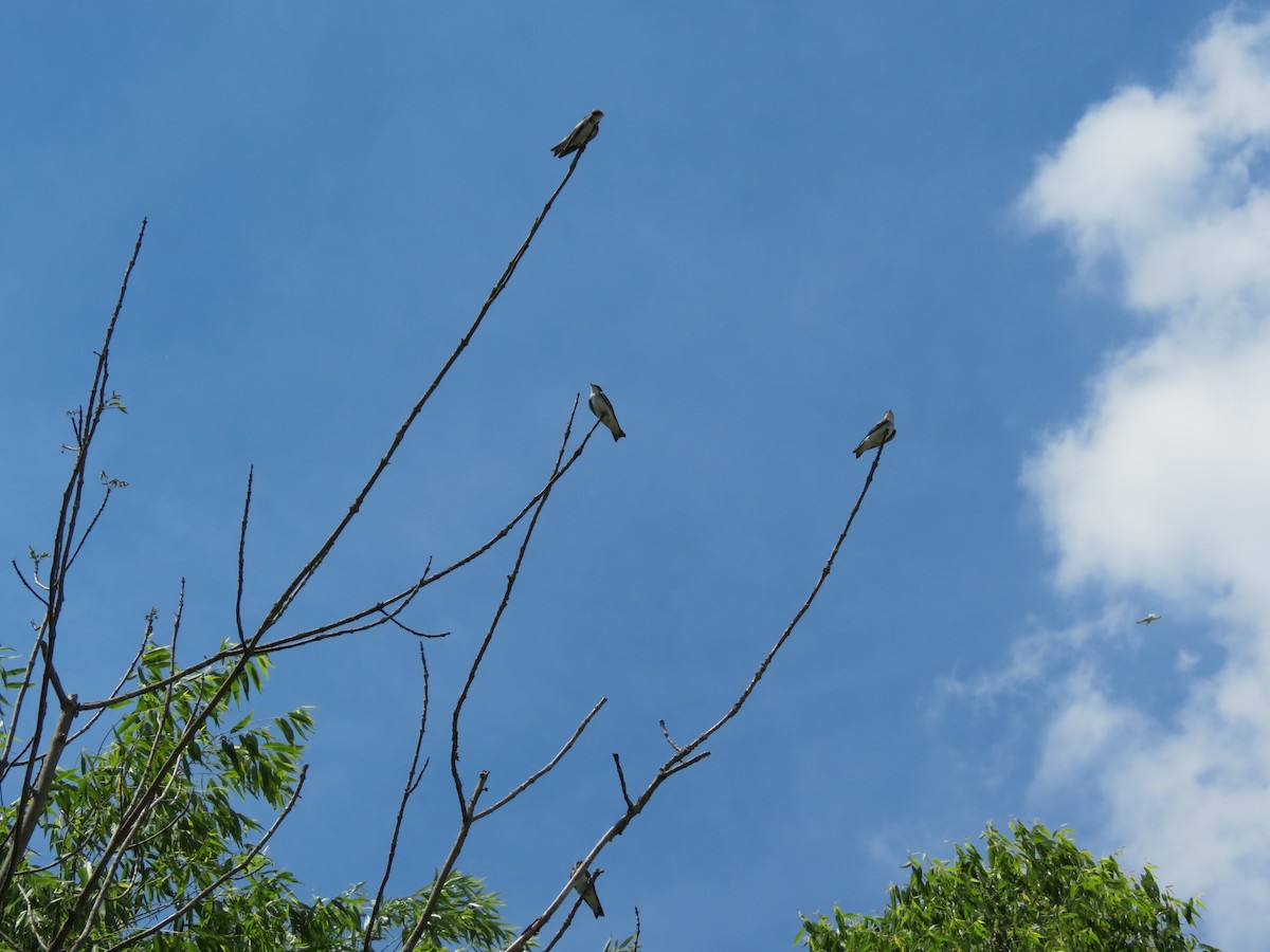 Tree Swallow - ML30595141