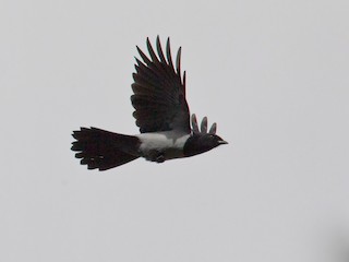  - Hooded Cuckooshrike