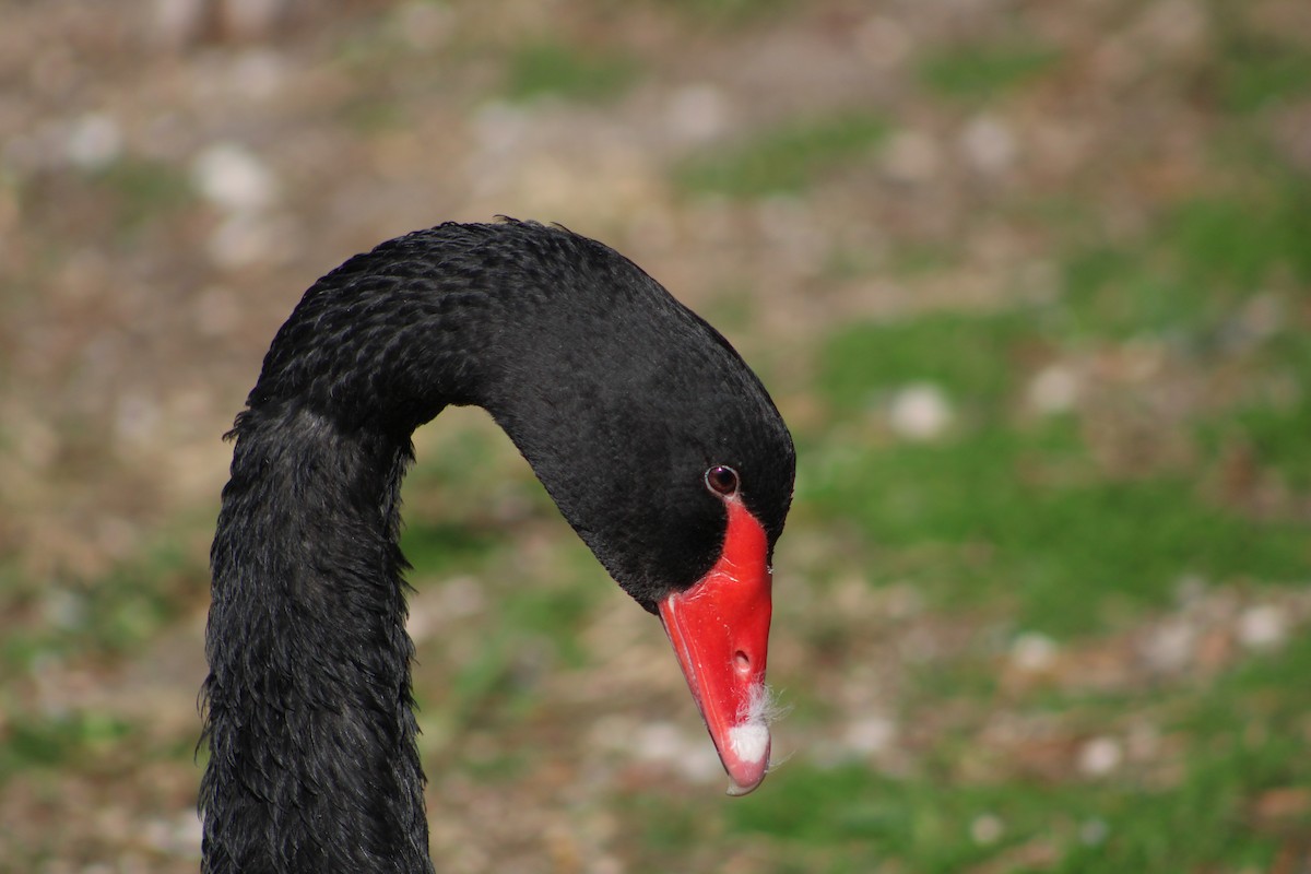 Black Swan - ML305952191