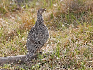  - Gunnison Sage-Grouse