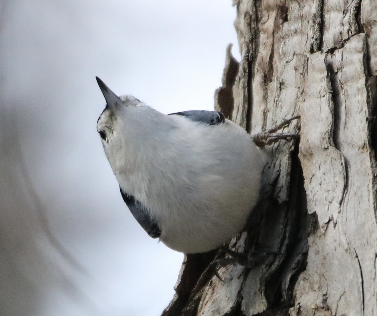 White-breasted Nuthatch - ML305955841