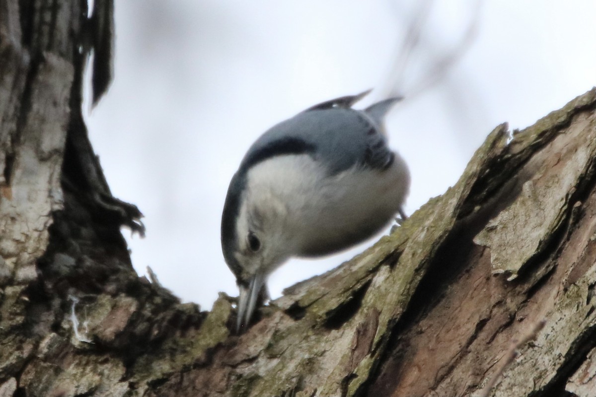 White-breasted Nuthatch - ML305955851