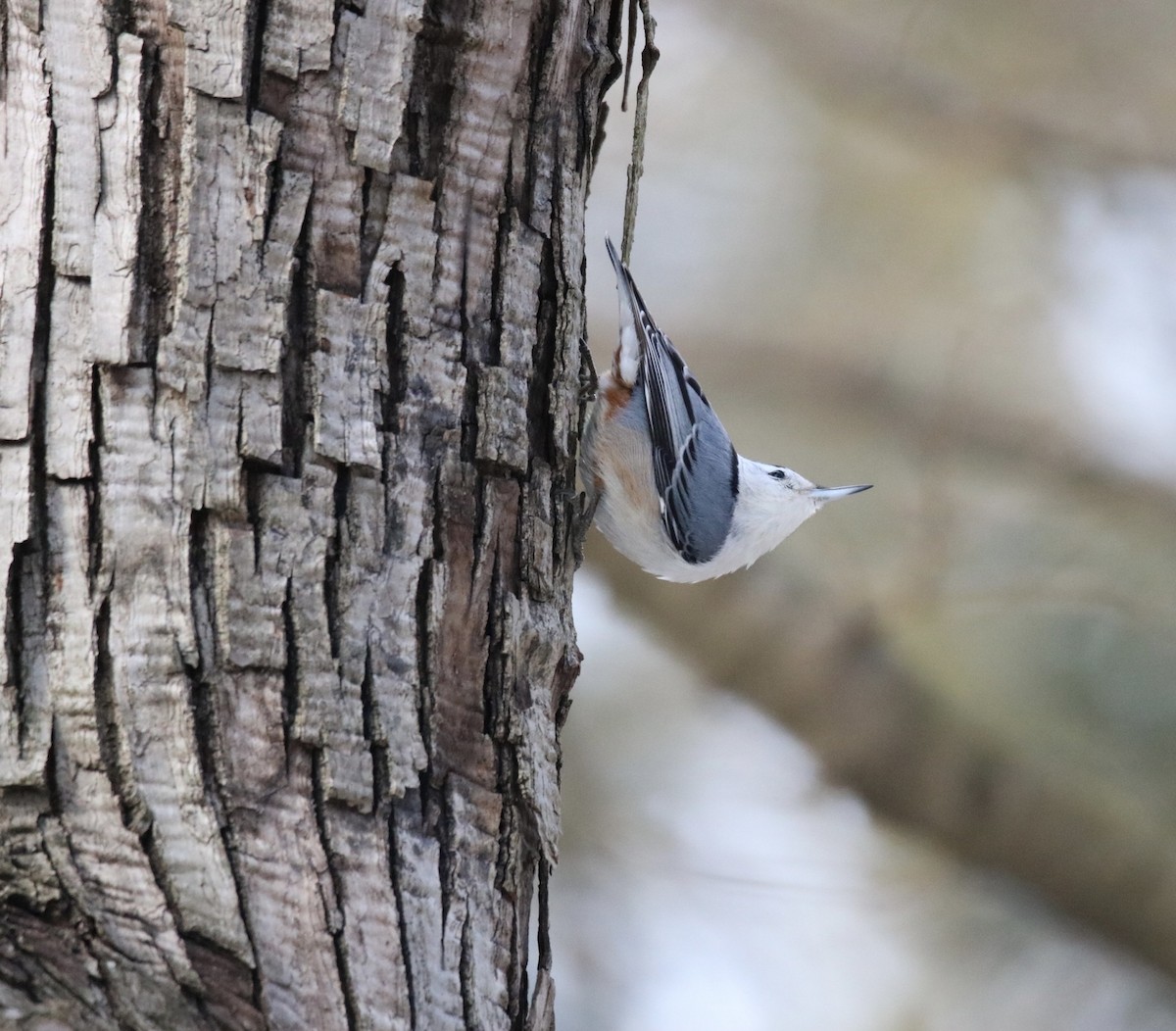 White-breasted Nuthatch - ML305955861