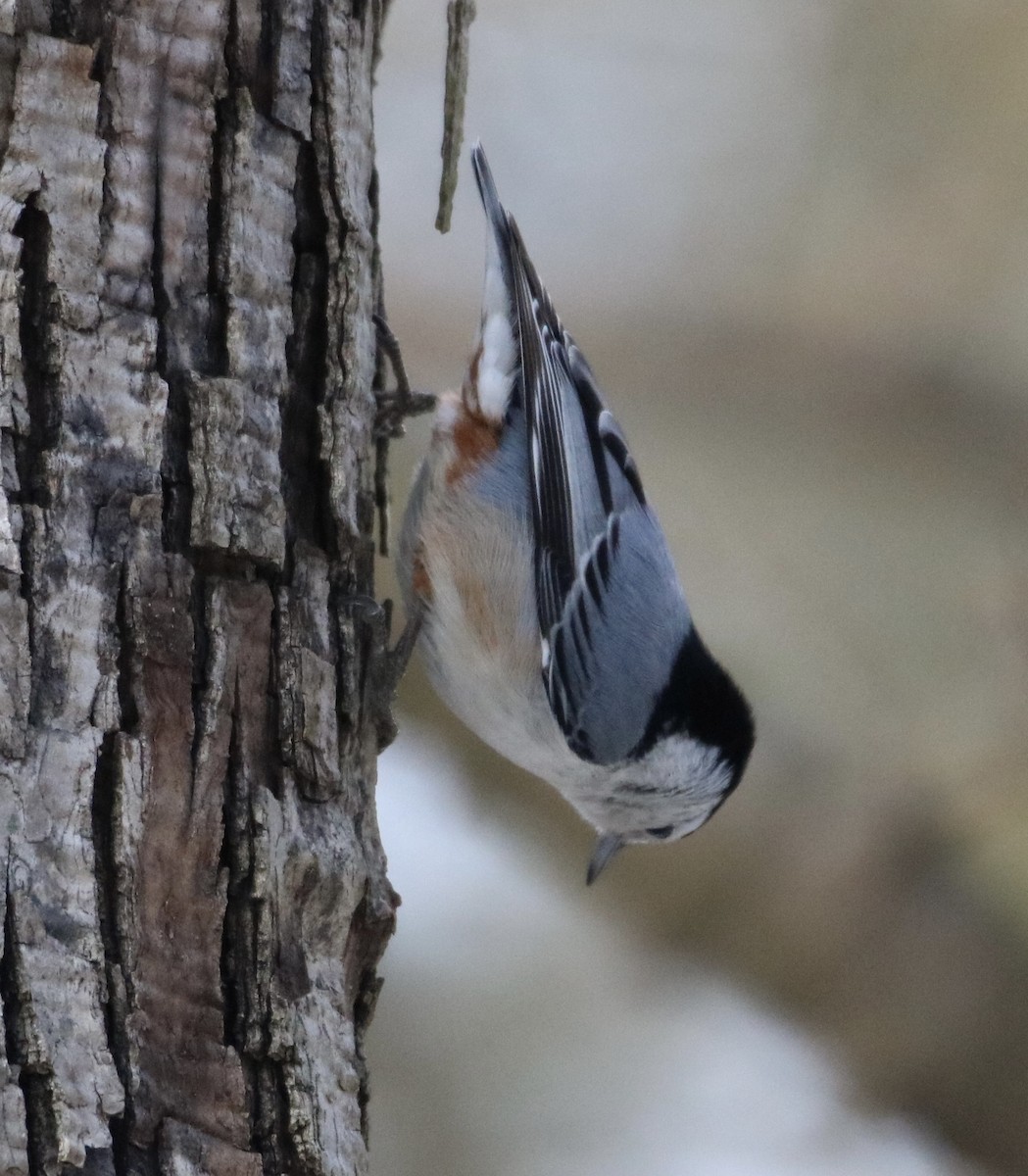 White-breasted Nuthatch - ML305955871