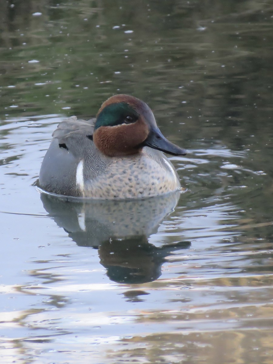 Green-winged Teal - ML305956011
