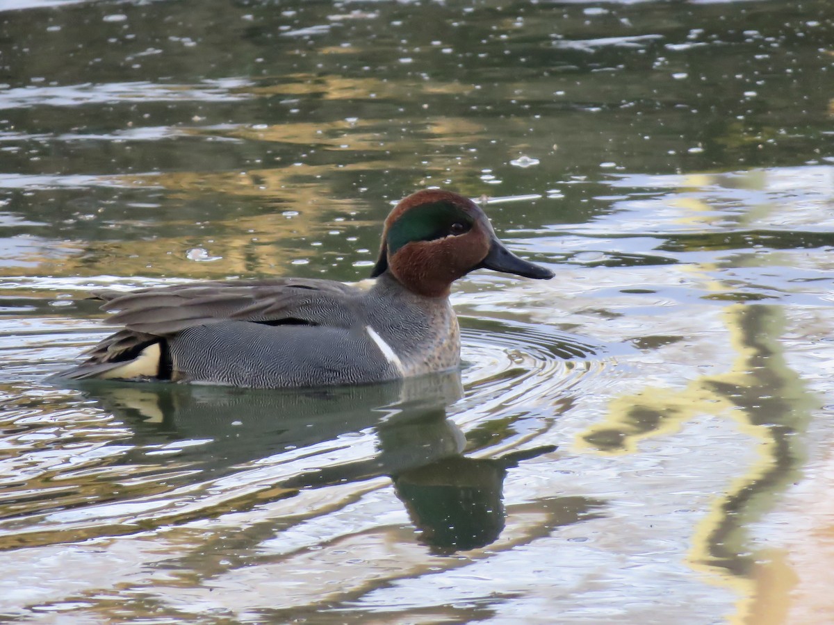 Green-winged Teal - Seth McComsey
