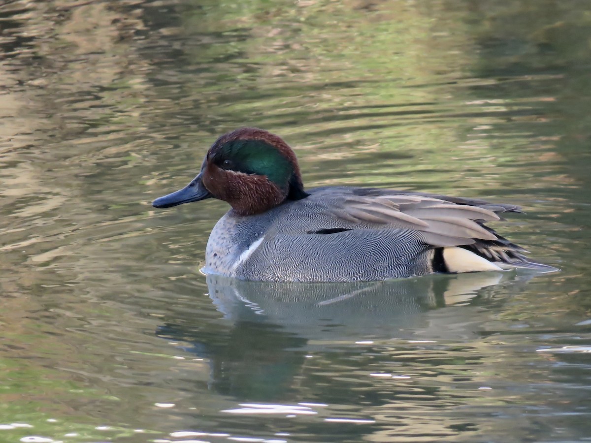 Green-winged Teal - ML305956071