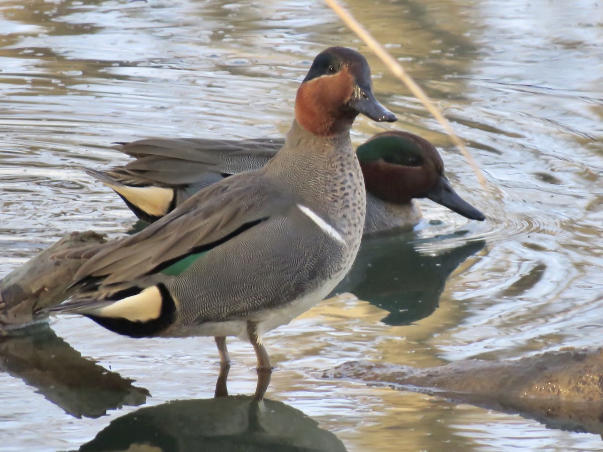 Green-winged Teal - ML305956291