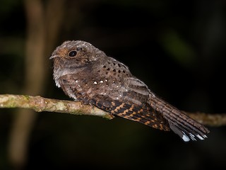  - Ocellated Poorwill