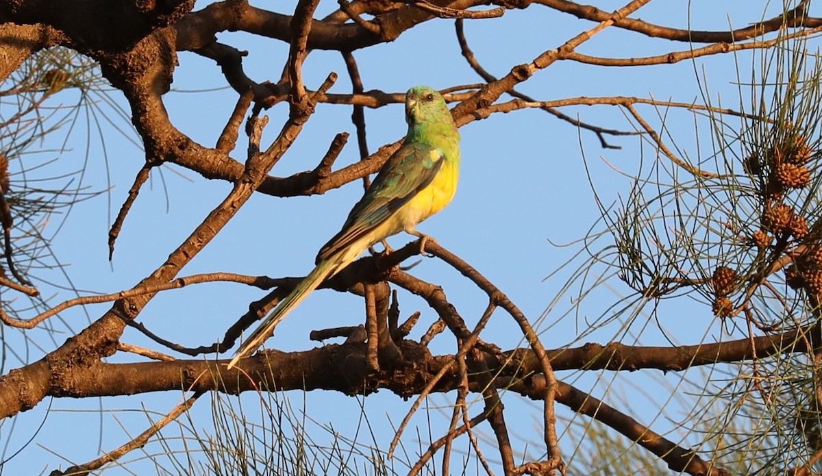 Red-rumped Parrot - ML305956751
