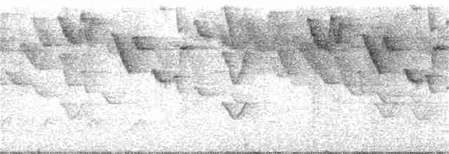 Гвианский колибри-отшельник - ML305958771