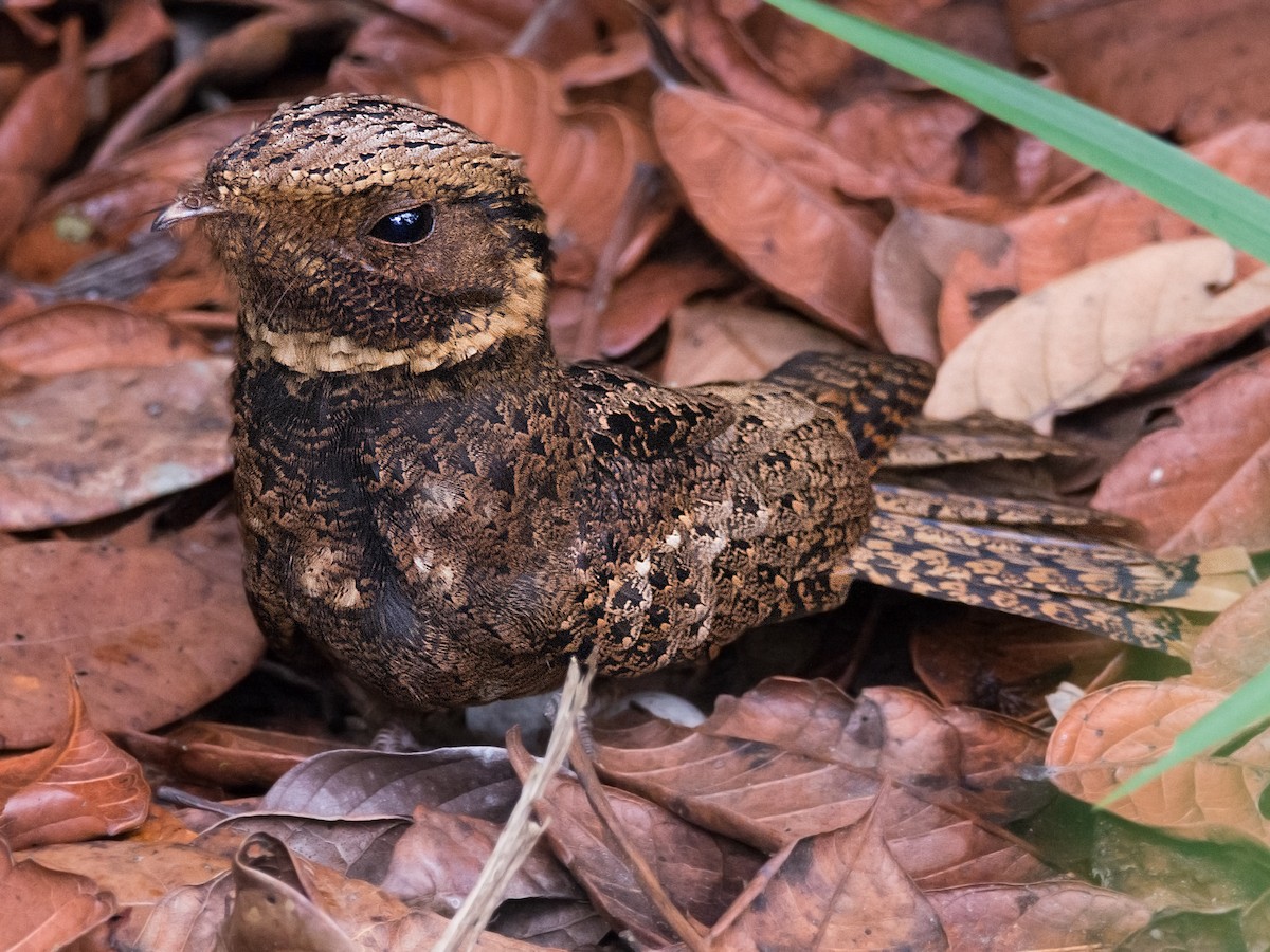 Rufous Nightjar - Antrostomus rufus - Birds of the World