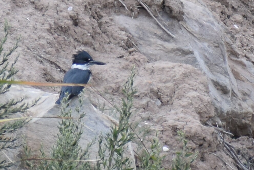 Belted Kingfisher - ML305959631