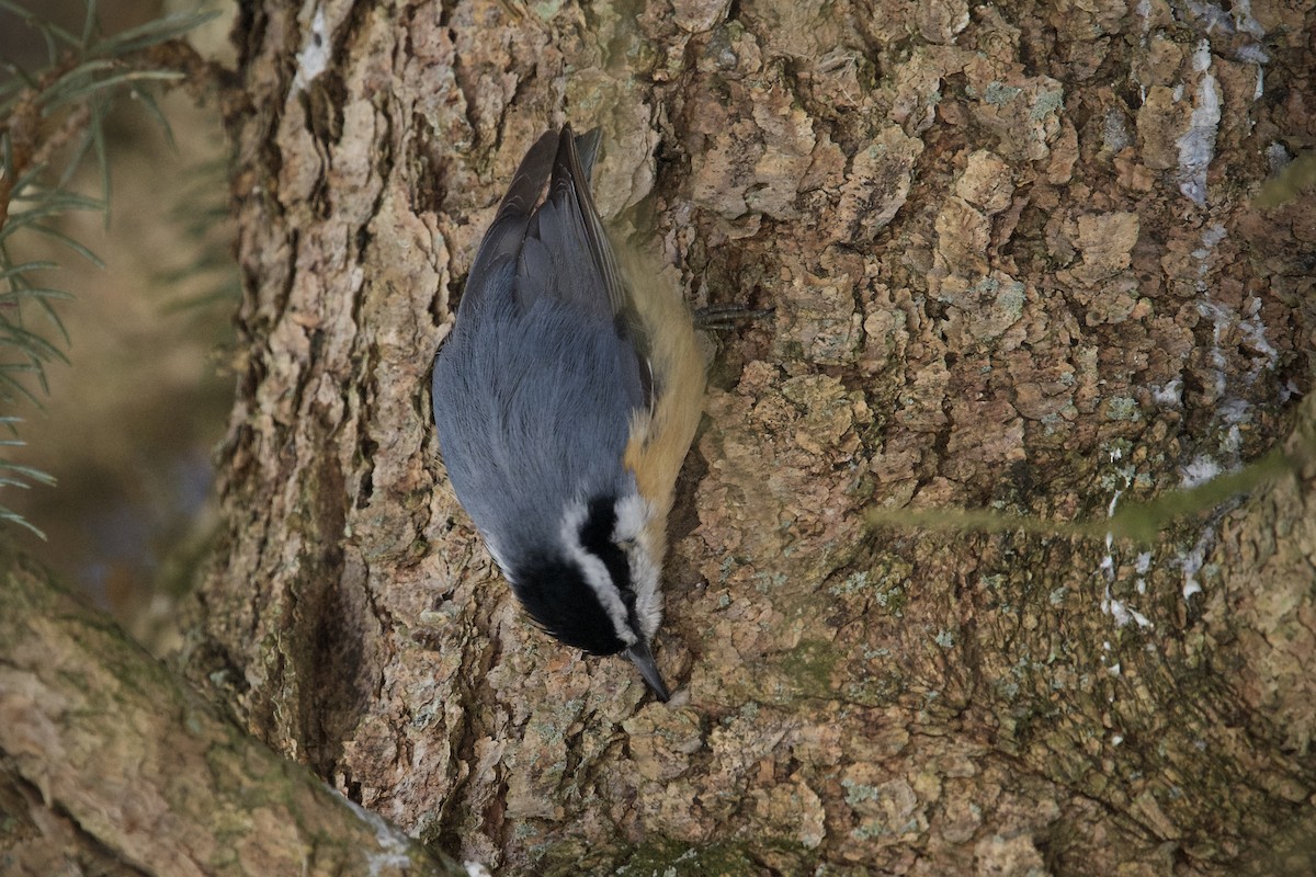 Red-breasted Nuthatch - ML305961591