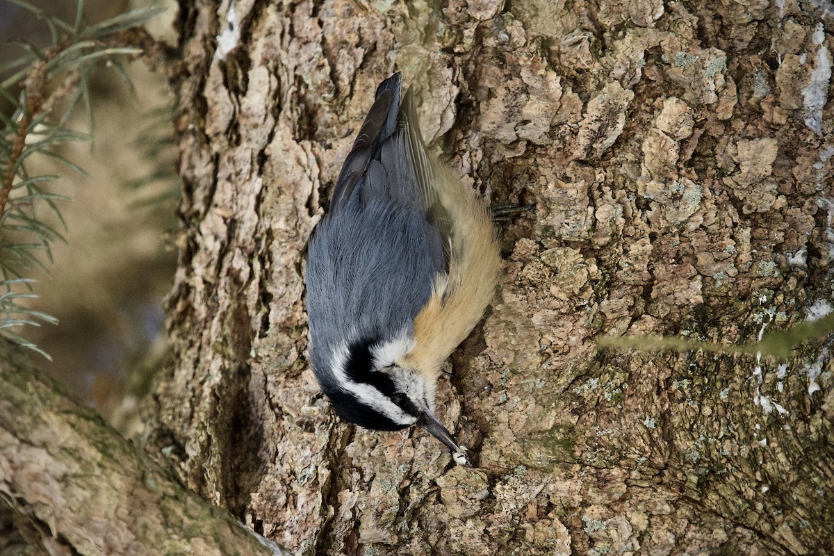Red-breasted Nuthatch - ML305961601