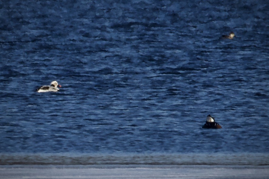 Long-tailed Duck - ML305967111