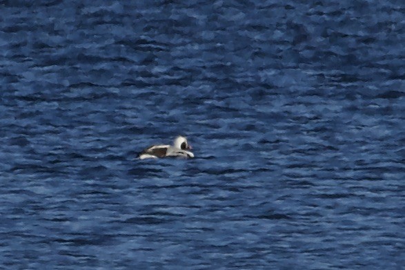 Long-tailed Duck - ML305967131