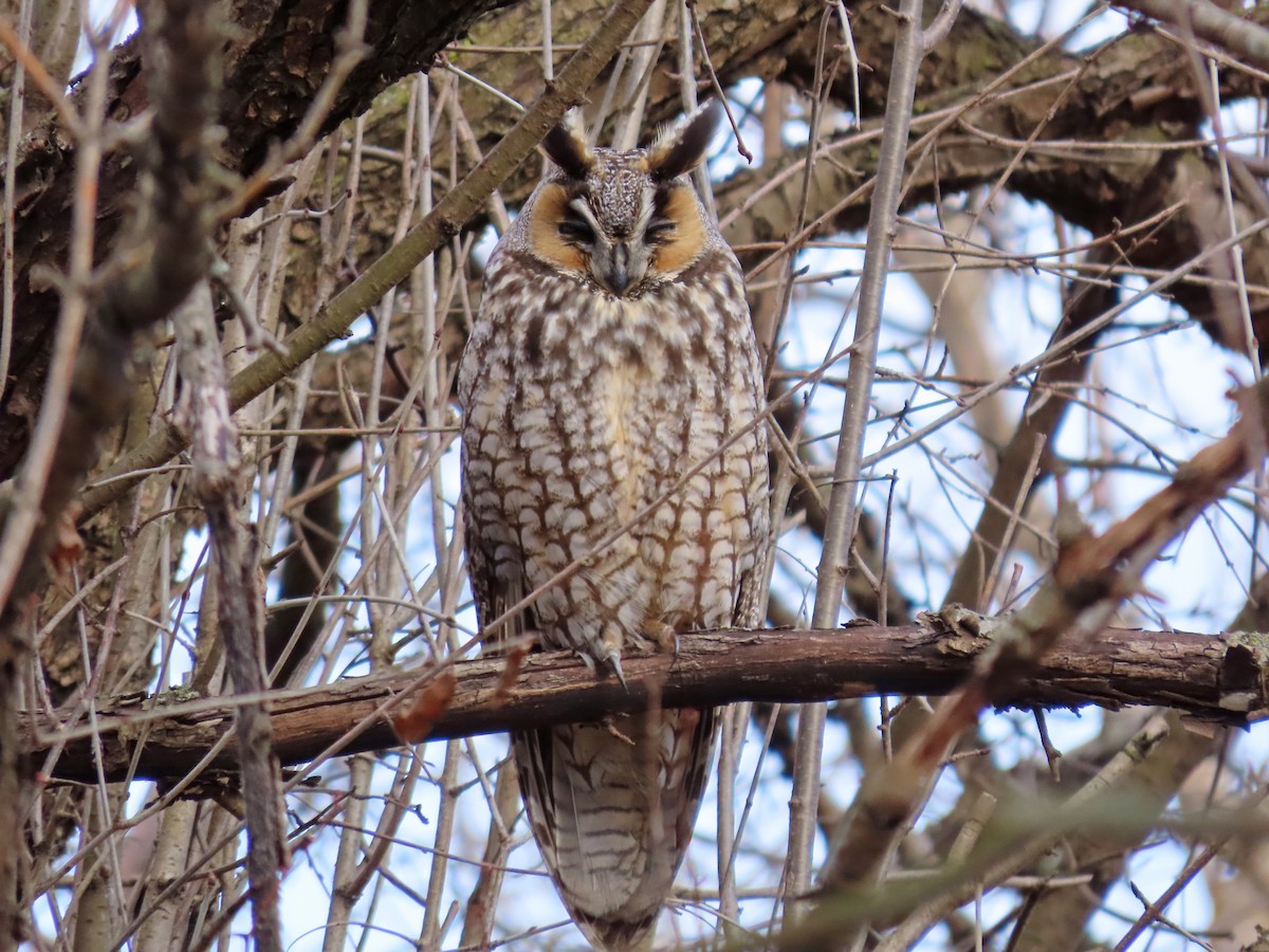 Long-eared Owl - ML305970001
