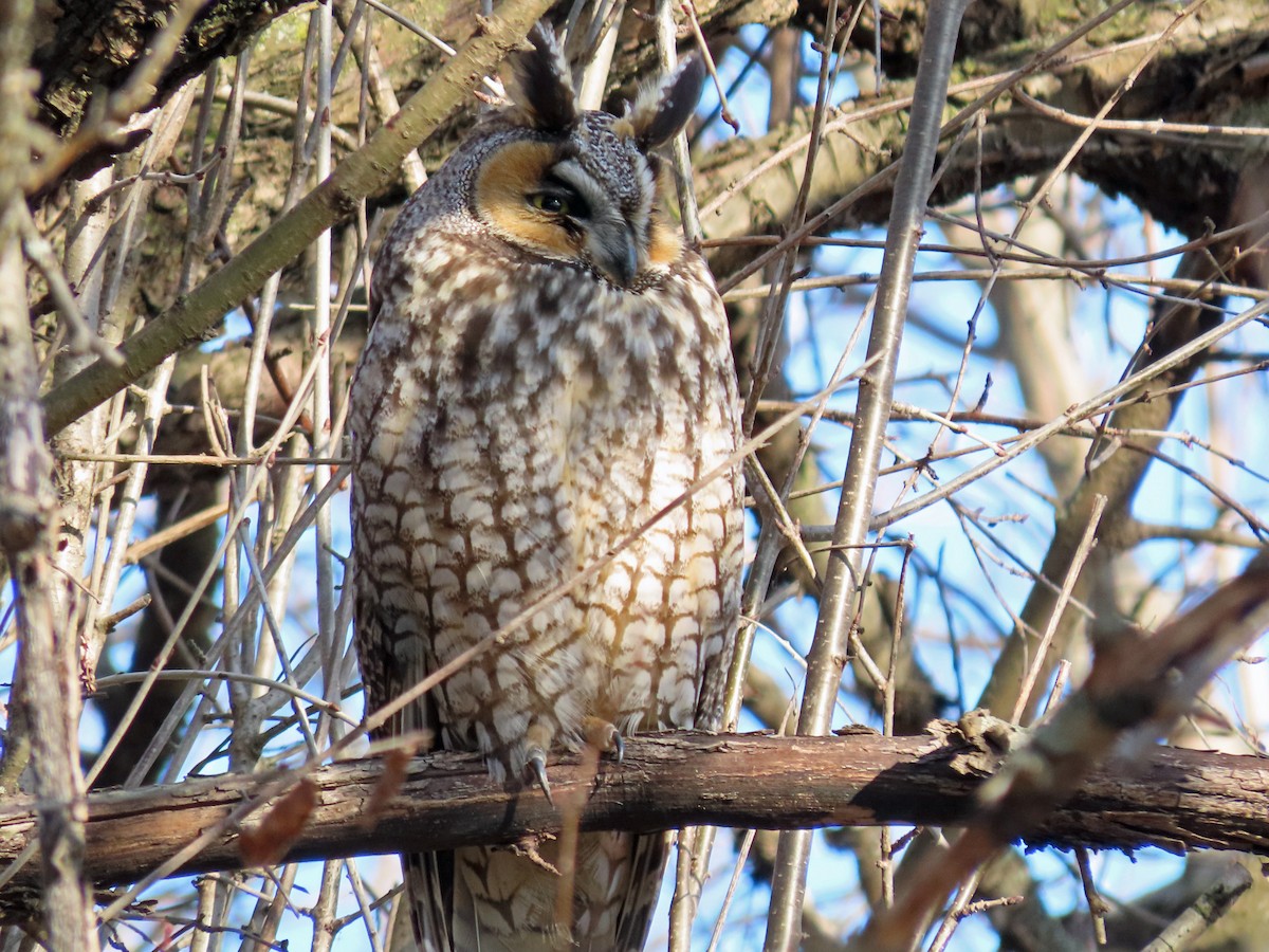 Long-eared Owl - ML305970811
