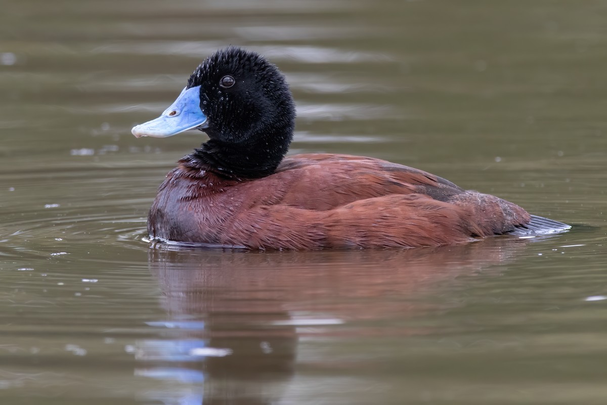 Blue-billed Duck - Paul Heath