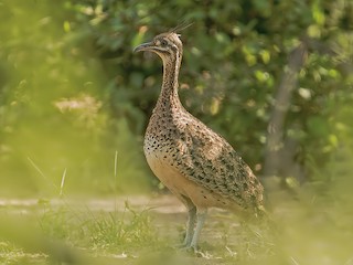  - Quebracho Crested-Tinamou