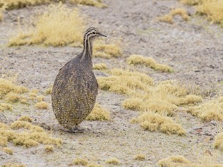 Puna Tinamou - Tinamotis pentlandii - Birds of the World