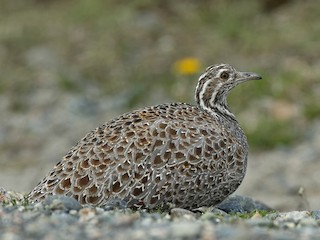 Patagonian Tinamou - Tinamotis ingoufi - Birds of the World