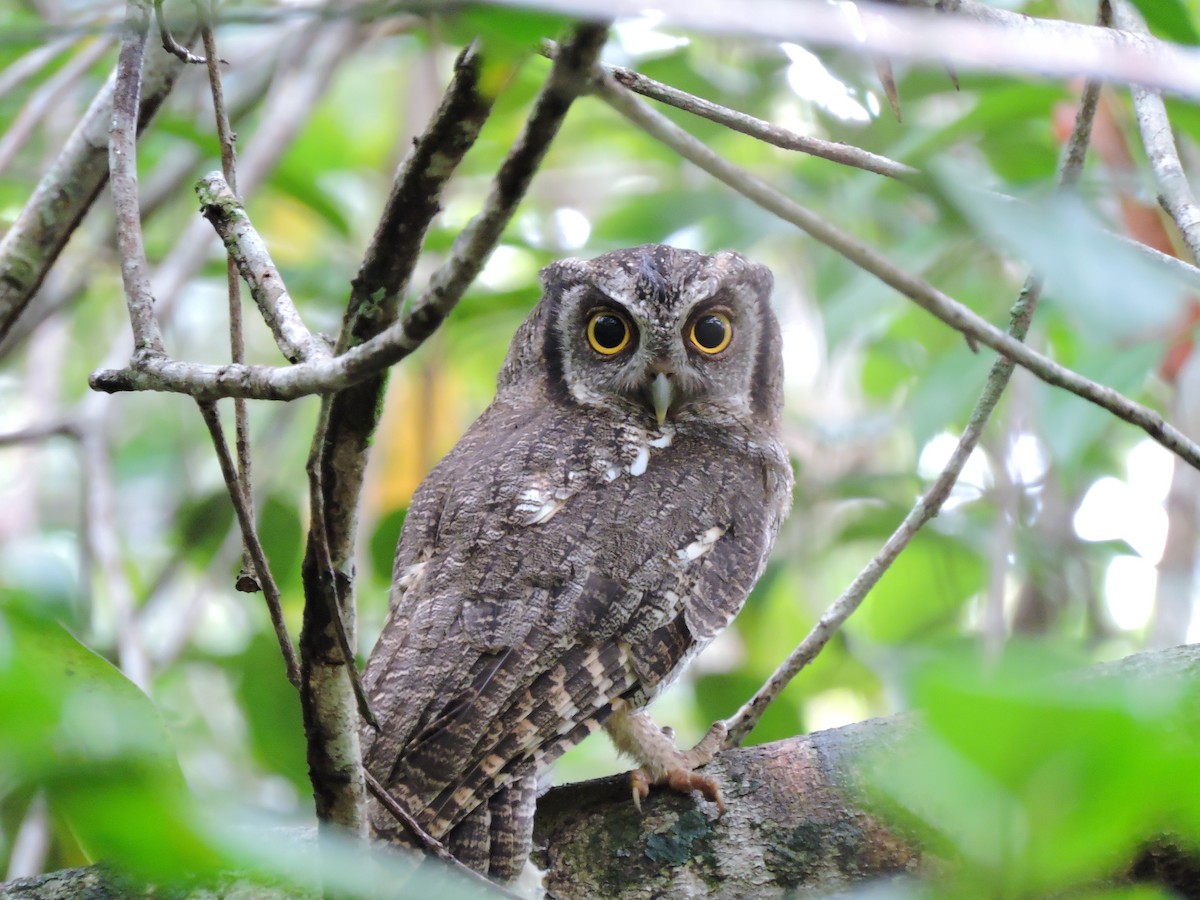 Tropical Screech-Owl - ML30597661