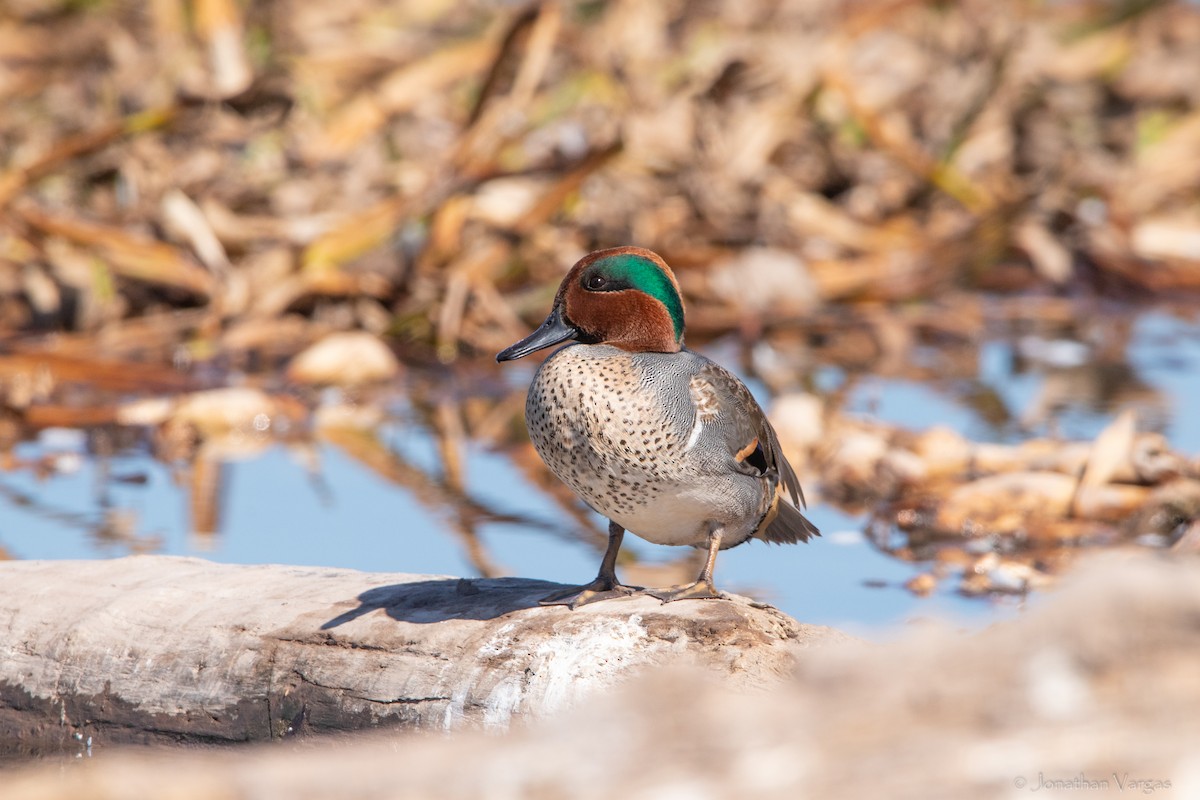 Green-winged Teal - ML305979041