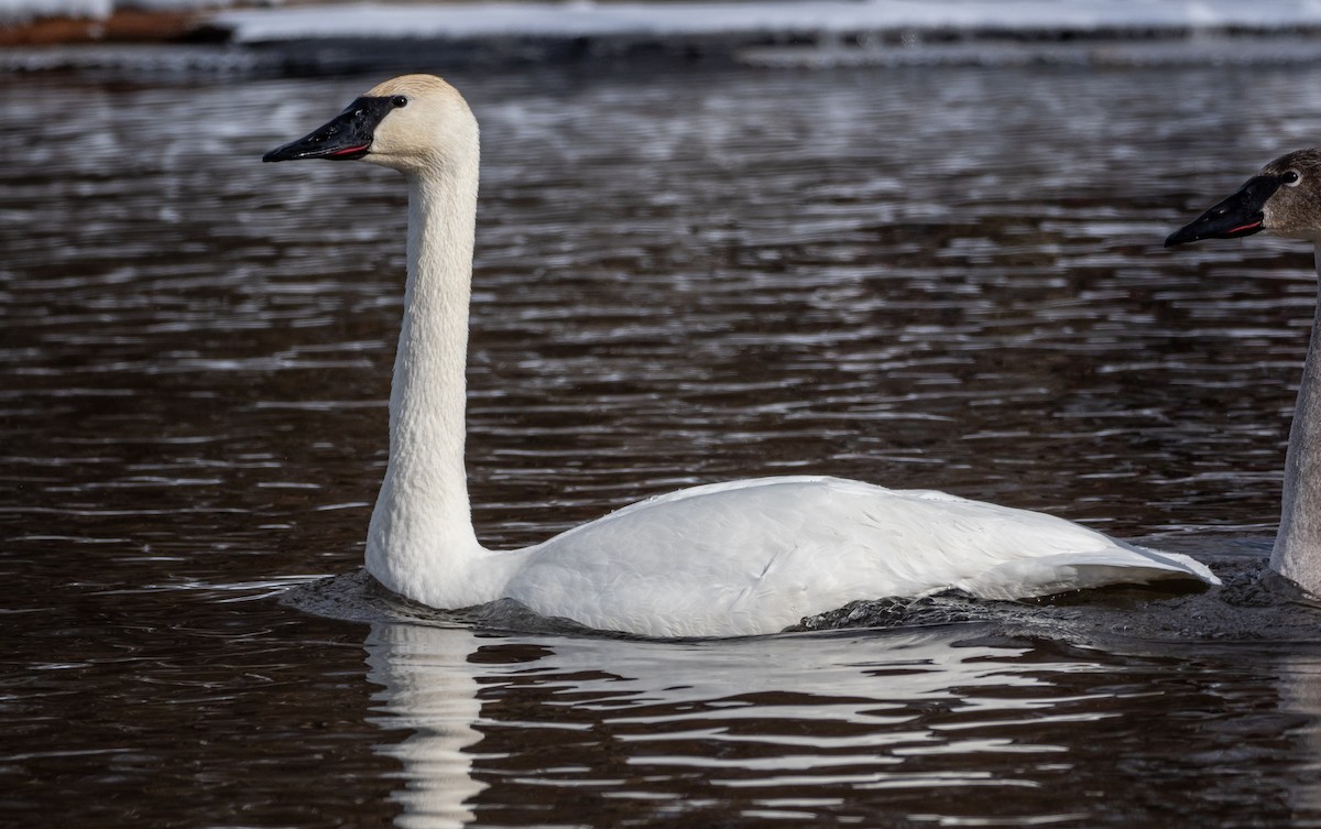 Trumpeter Swan - Forest Botial-Jarvis