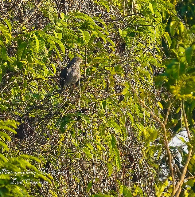 Gray-bellied Cuckoo - ML305982641