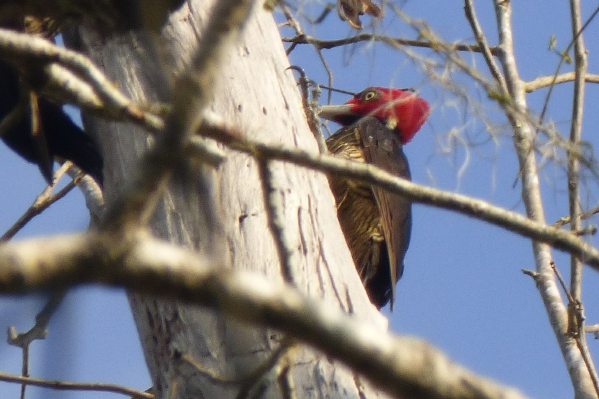 Pale-billed Woodpecker - ML30598671