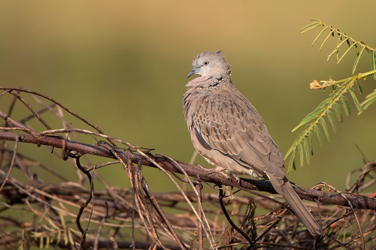 Spotted Dove (Eastern) - ML305987681