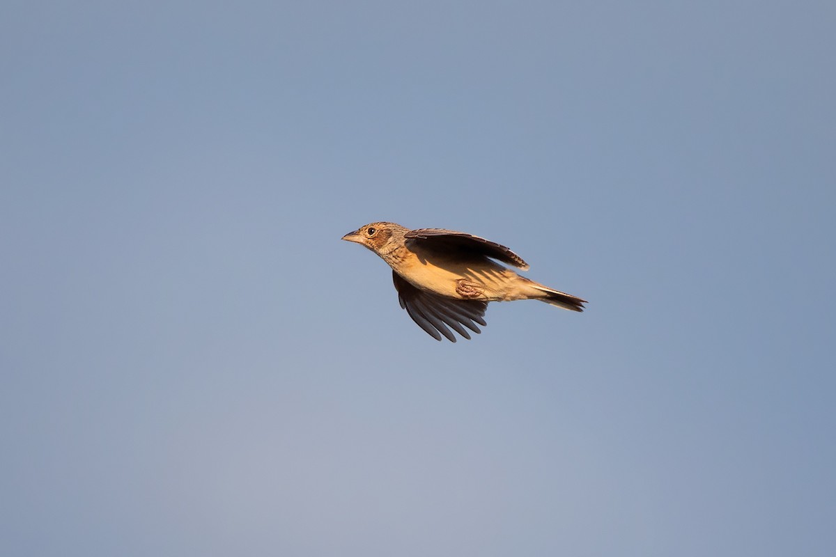 Singing Bushlark (Australasian) - ML305987941