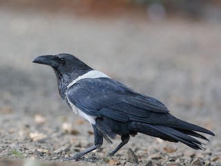  - Pied Crow