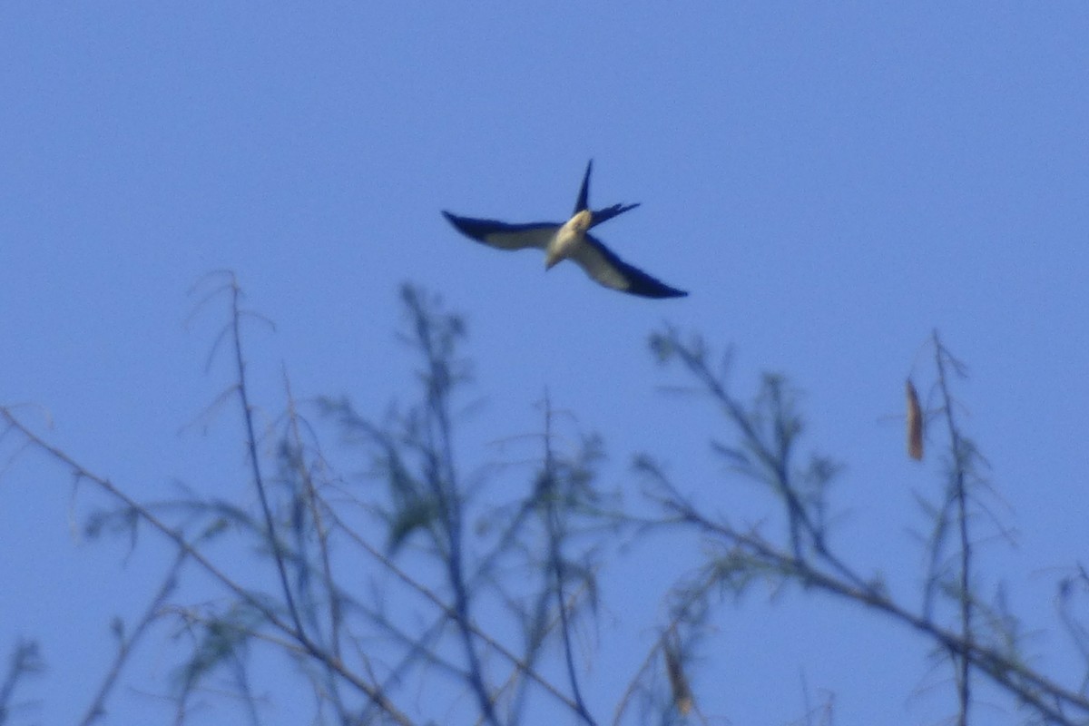 Swallow-tailed Kite - Laurie Koepke