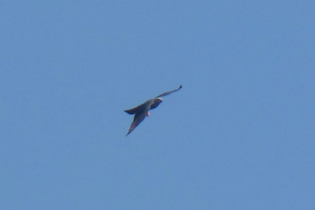 Plumbeous Kite - ML30598981