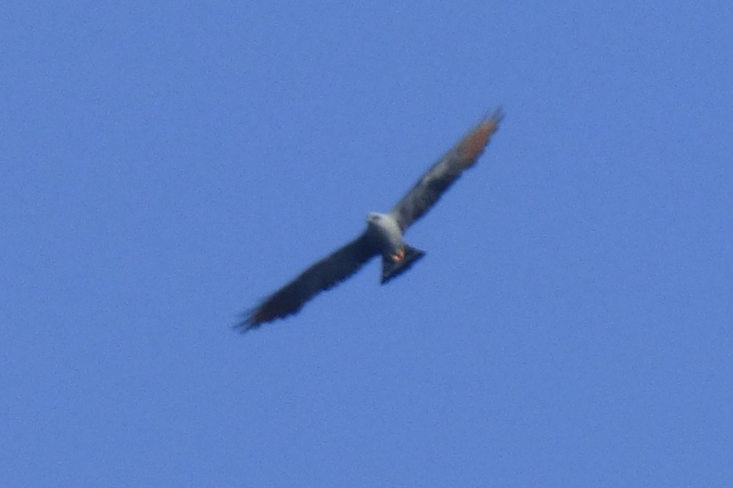 Plumbeous Kite - ML30598991
