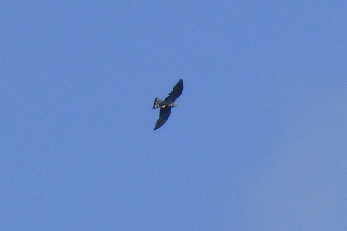 Plumbeous Kite - ML30599001