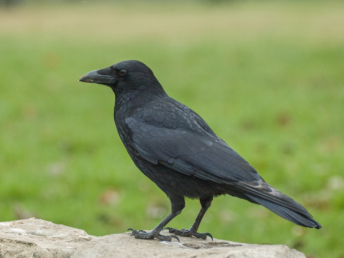 incest roadkill  Carrion Crow - Corvus corone - Birds of the World