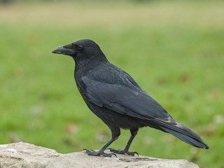  - Carrion Crow